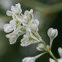 Fallopia aubertii